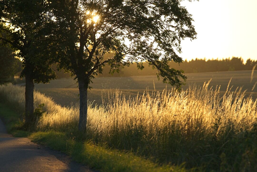 young dreamer in rural denmark